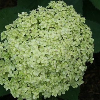 Proven Winners® Lime Rickey® Smooth hydrangea - Хортензия arborescens - Proven Winners®