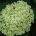 Proven Winners® Lime Rickey® Smooth hydrangea - Хортензия arborescens - Proven Winners®