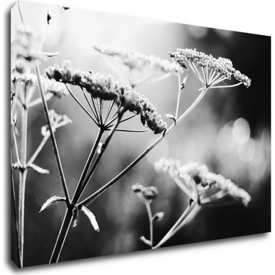 Impresi Obraz Čiernobiela lúčna kvetina - 60 x 40 cm