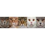  Пано Котета
