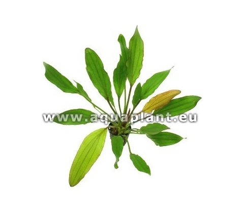 Echinodorus Red Devil