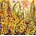 Grafika Art Puzzle - Puzzle Sally Rich - Golden Gladioli 1000 - 1 000 piese