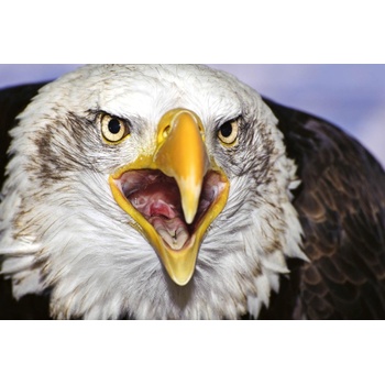 DIMEX ART s. r. o Флизелинов фототапет плешив орел 375 x 250 см