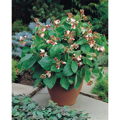 Seklos Фасул Хестия Hestia (саксиен с бяло зърно)