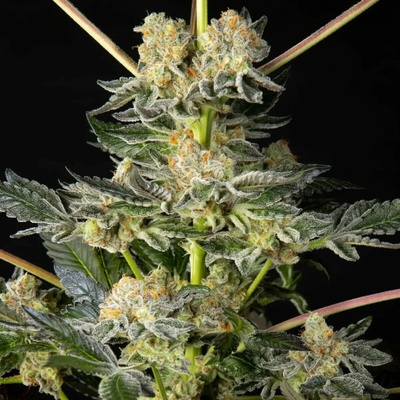 Philosopher Seeds Key Lime Pie x Do-Si-Dos semienka neobsahujú THC 3 ks