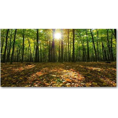 Foto obraz fotografie na skle les 100x50 cm