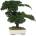 Procumbens bonsai 25 cm