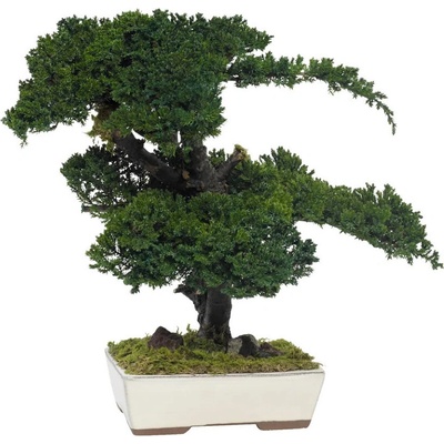 Procumbens bonsai 25 cm