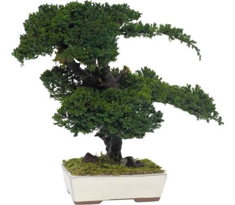 Procumbens bonsai 25 cm