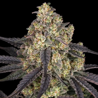Barney's Farm Kush Mintz semena neobsahují THC 10 ks