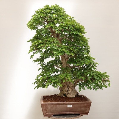 e-bonsai Venkovní bonsai -Carpinus Coreana - Habr korejský