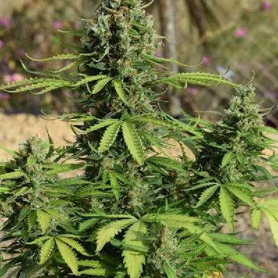 Freedom Of Seeds Jack AUTO semena neobsahují THC 3 ks