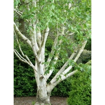 Betula utilis jacquemontii Prodejní velikost: 150/200, Velikost hrnku: 7,5 l – Hledejceny.cz