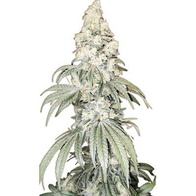 Nuka Seeds Cleopatra CBD semienka neobsahujú THC 3 ks