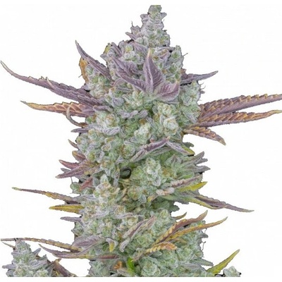 Fastbuds Gorilla Cookies Auto semienka neobsahujú THC 100 ks