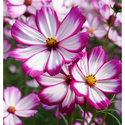 Семена на Градински Космос Пикоти (Cosmos bipinnatus "Picotee") - 300 бр. (2 гр. ) (514720)