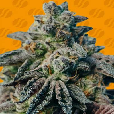 Original Sensible Seeds Peanut Butter semena neobsahují THC 3 ks