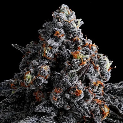 Anesia Seeds Indigo Sapphire semienka neobsahujú THC 10 ks