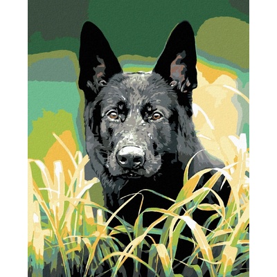 zuty Německý ovčák v trávě 80 x 100 cm bez rámu a bez vypnutí plátna 8596530046387