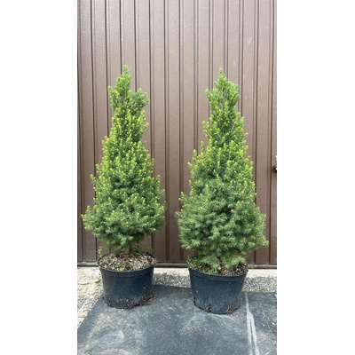 Smrk sivý "Conica" 60-80 cm - Picea glauca "Conica"