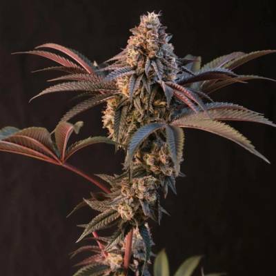 Fast Buds Lemon Cherry Runtz semena neobsahují THC 1 ks