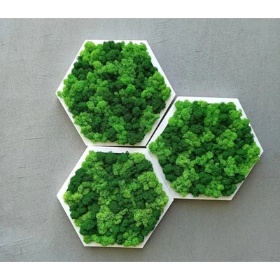 Hexagon Dekoratívny Machový Obraz s Lišajníkom