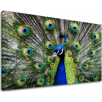 Obraz na stenu ZVIERATÁ - 100x150 cm