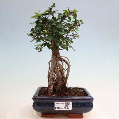 e-bonsai Pokojová bonsai - Ulmus parvifolia - Malolistý jilm