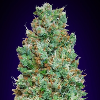 00 Seeds Bank Auto Blueberry semienka neobsahujú THC 100 ks