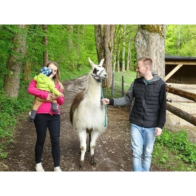 Lamatreking - procházka s lamou a krmením v Krkonoších pro 2 osoby