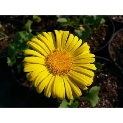 Kamzičník východní 'Little Leo' - Doronicum orientale 'Little Leo', Květník o průměru 9 cm