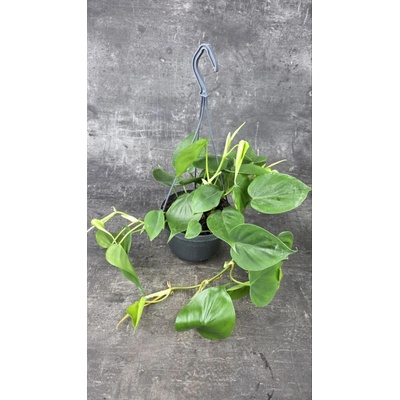 Philodendron Scandens závěs