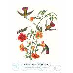  Принт Mango Hummingbird, Джон Джеймс Одюбон - репродукция (Print1046)
