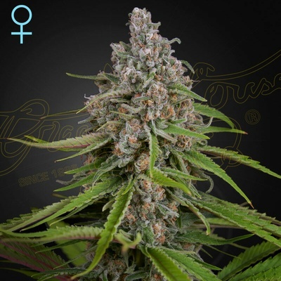 Green House Seed Deep Candy CBD semienka neobsahujú THC 10 ks