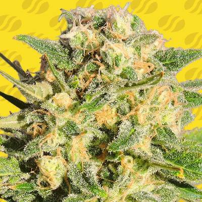 Original Sensible Seeds AUTO AK XXL semena neobsahují THC 5 ks