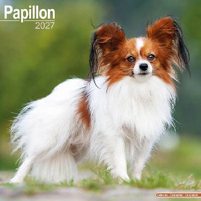AVONSIDE Papillon, 30 x 30 cm 2027