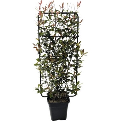 Červienka na mriežke FloraSelf Photinia fraseri 'Robusta Compacta' dĺžka 65 cm šírka 35 cm výška 100-120 cm kvetináč 18 l