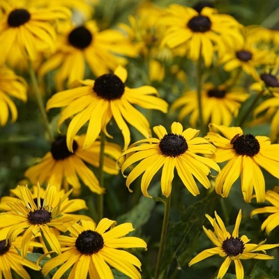 Třapatka srstnatá - Rudbeckia hirta - semena - 400 ks