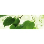DIMEX ART Фототапет за кухня - зелени листа 180 x 60 см
