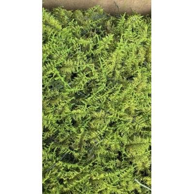 Stabilizovaný mech - flat moss, karton,tm. zelená 1,92 m2