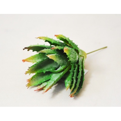 Aloe vera 11 cm - zápich - zelená