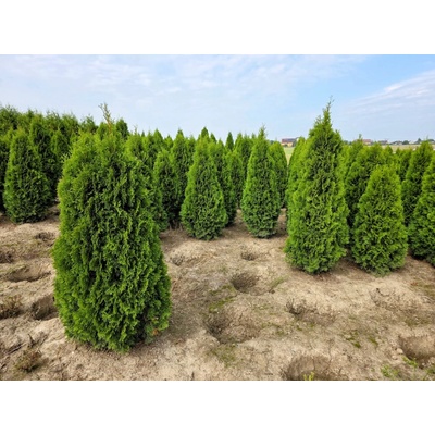 MULTIFLORA Thuje Smaragd Exclusive 180-200