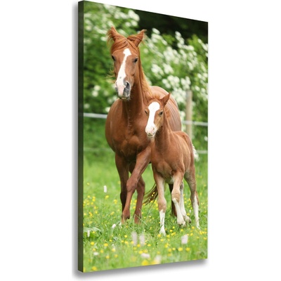 Vertikálny foto obraz na plátne Kobyla a žriebä 50x100 cm