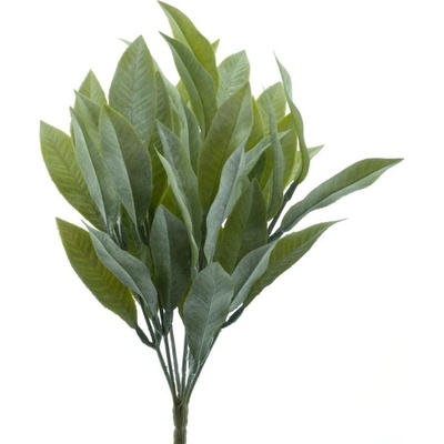 Šalvěj - Salvia keř zelená V24 cm (N329141)