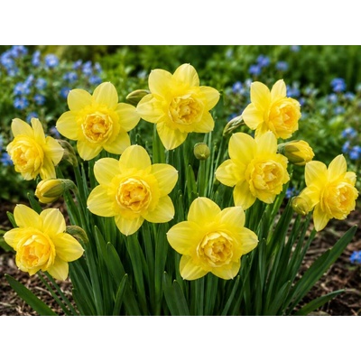Narcis 'Milena' 5 ks