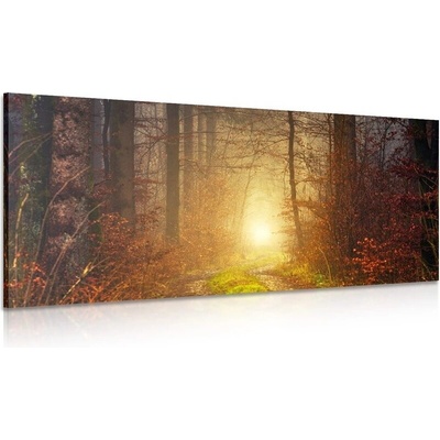 Obraz světlo v lese - 120x60