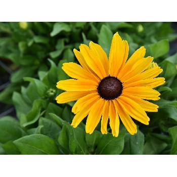 Rudbekia Sunbeckia Maya - Rudbeckia, kont. 1 l