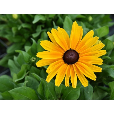 Rudbekia Sunbeckia Maya - Rudbeckia, kont. 1 l