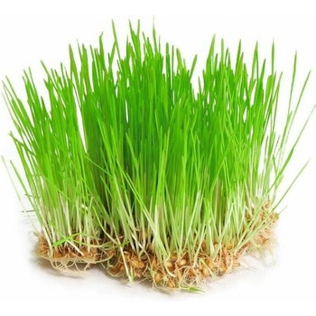 Biomiska Mladý jačmeň semienka na klíčenie - 30 g