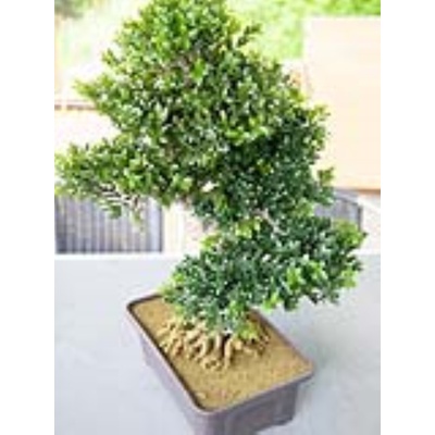 Bonsai v truhlíku